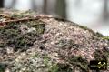 Findling 4 bei Haselberg nahe Wierzen in der Märkischen Schweiz, Brandenburg, (D) (9) 24. Januar 2016.JPG